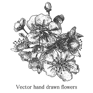 宝华玉兰无缝模式 配有装饰性木兰花问候花束素描装饰品墙纸叶子邀请函绘画草图繁荣设计图片