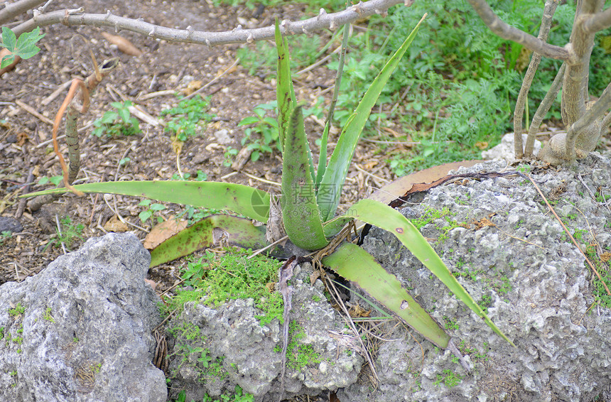 aloe 体阳性植物果汁药品植物学叶子绿色草本皮肤生长草本植物医疗图片