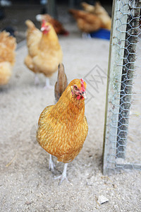 鸡羽毛家禽免费国家范围犯规家畜动物漫游母鸡背景图片