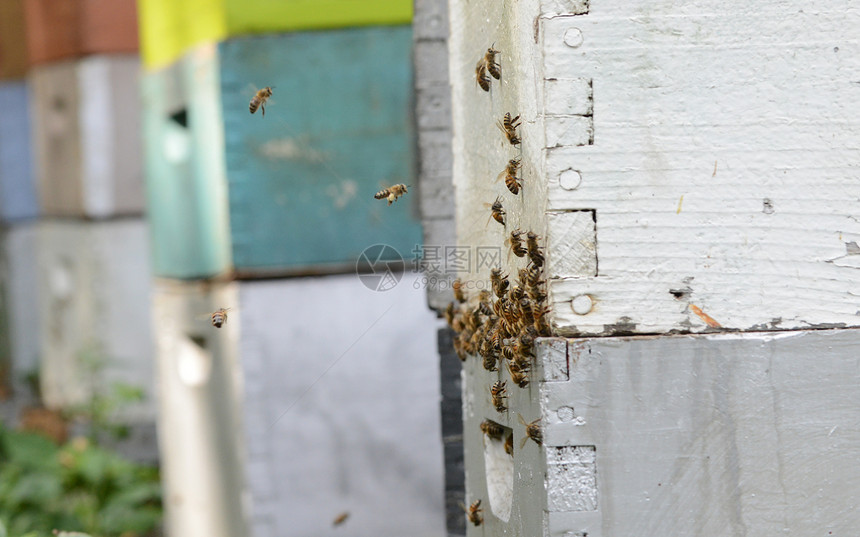 飞蜜蜂和蜂窝或养蜂图片