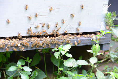 蜜蜂企业农业商业昆虫树林蜂窝养蜂业树木热带养蜂背景图片