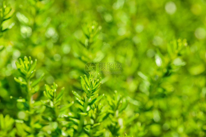 绿色绿草新背景环境植物群生态光合作用城市花园宏观叶子草本植物生长图片