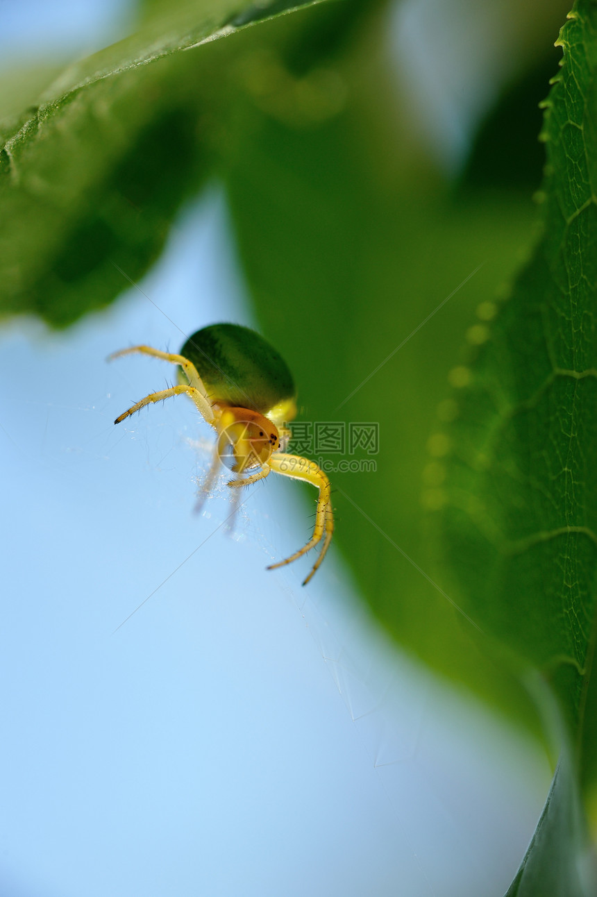 绿蜘蛛昆虫丝绸科学网络几何学蜘蛛网宏观植物蛛网打猎图片