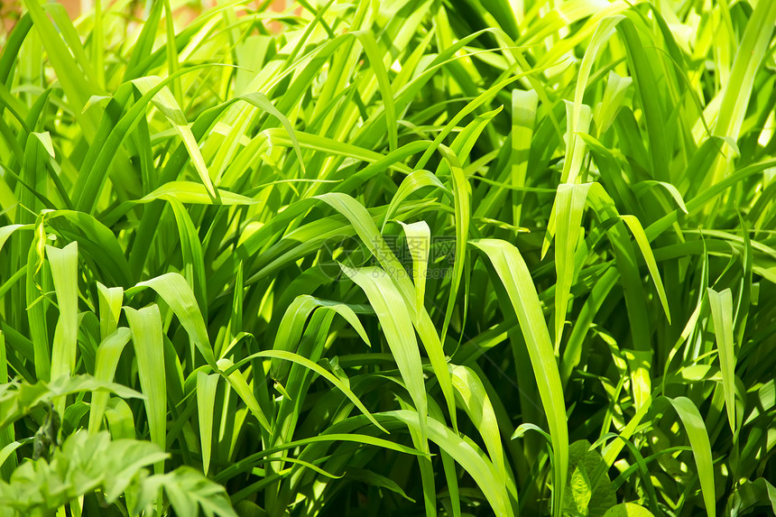 绿草质露水树叶衬套叶子草本植物草地绿色图片