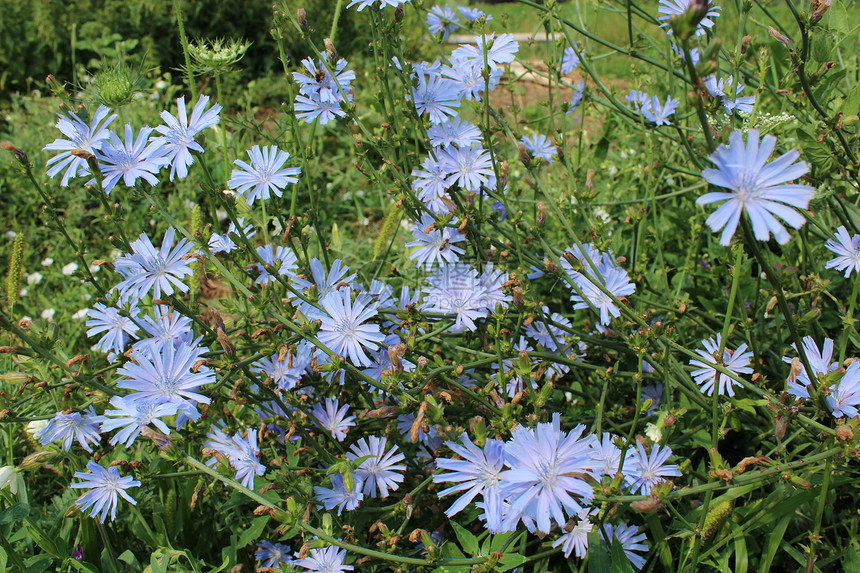 蓝色花朵药品荒野场地咖啡植物群蓝草菊科叶子宏观生活图片