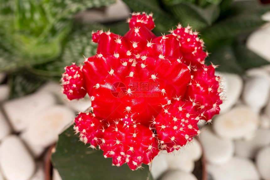 红星仙人掌植物群危险沙漠脊柱植物疼痛花园伤害热带生长图片