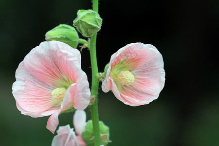 胡合一生长花盆叶子绿色花园草本植物草地农业植物学植物背景图片