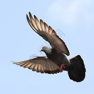 鸽子海鸟水鸟翅膀宠物荒野飞行天空鸟群动物自由高清图片
