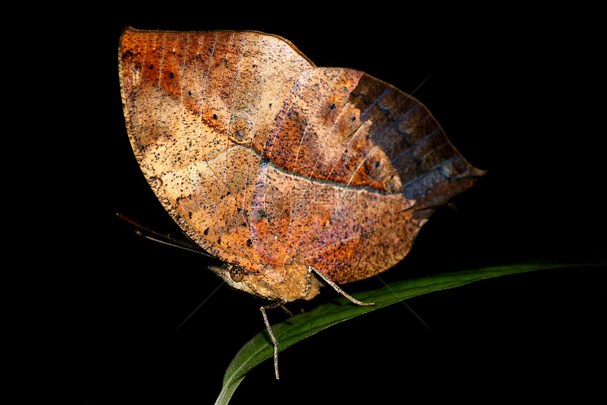 蝴蝶场地动物学家生物学宏观飞行昆虫翅膀森林漏洞图片