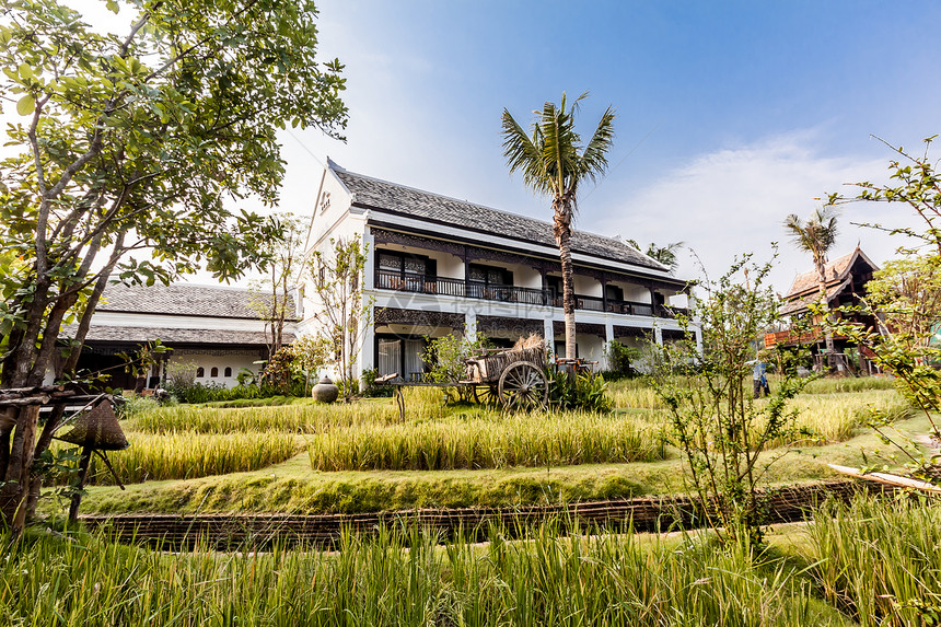 泰国别墅的绿稻田旅行食物农场大车乡村场景绿色植物谷仓村庄图片