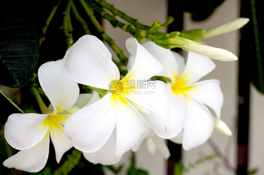 白弗朗吉帕尼花朵在清晨开花图片