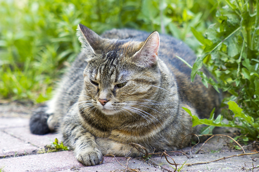 猫咪在花园里休息水平动物宠物说谎虎斑图片