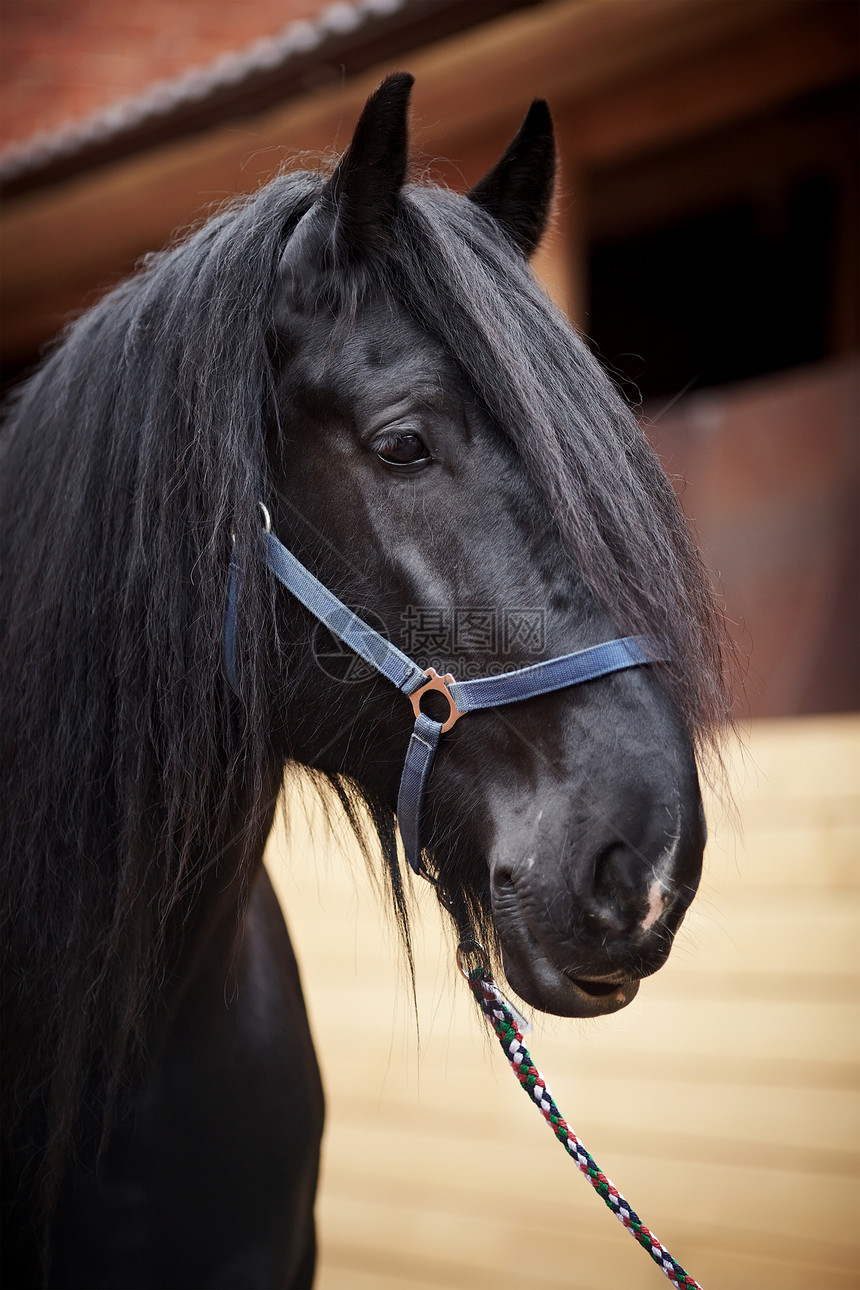 黑种马的肖像动物马具宠物哺乳动物眼睛竞赛运动跑步赛车警觉图片