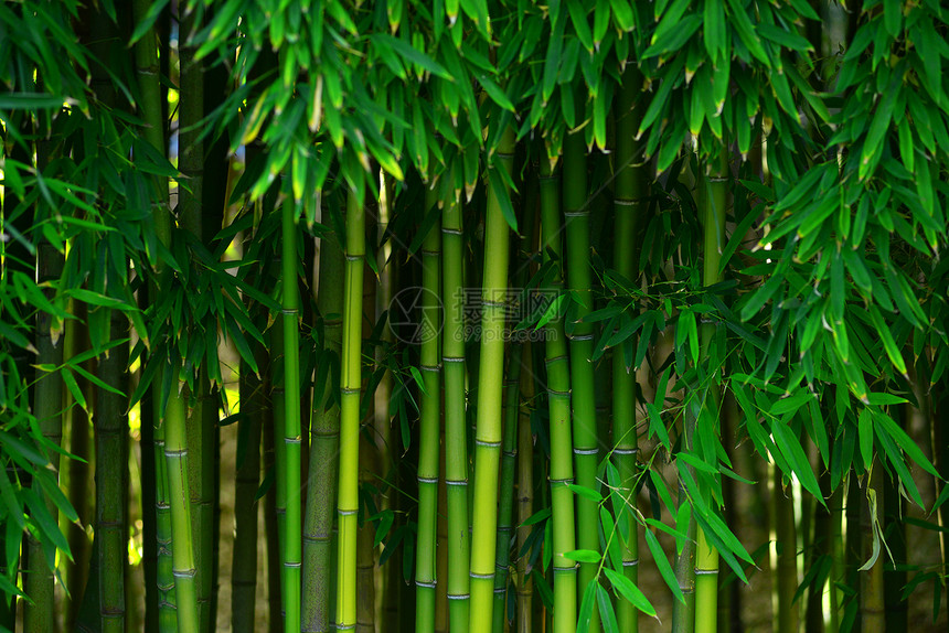 竹林生长绿色植物叶子树林生活竹子森林丛林公园图片