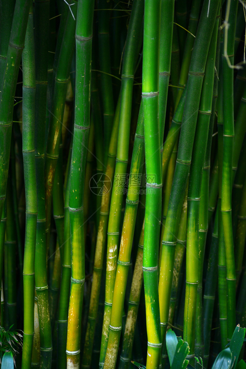 竹林丛林叶子木头竹子热带植物生活生长树林花园图片