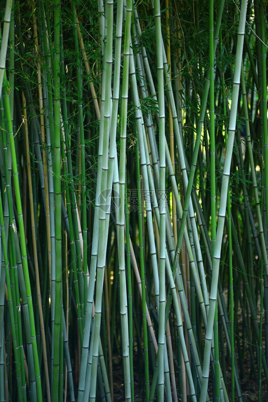 竹林热带植物叶子生活公园生长丛林木头绿色树林图片