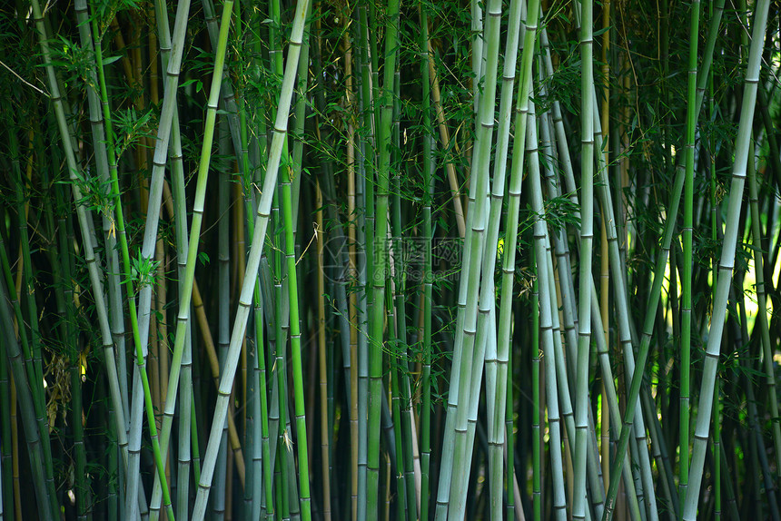 竹林树林生活花园生长木头竹子植物热带森林丛林图片