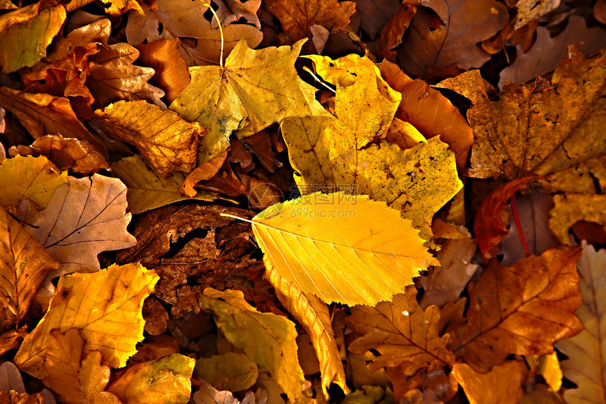 落叶棕色植物树叶地面环境后院场地草地森林黄色图片