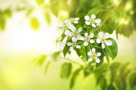 梨子花背景树叶叶子绿色枝条白色花瓣黄色植物背景图片