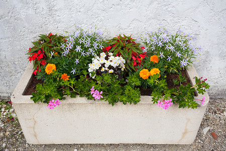 美丽的花朵床园艺石头盒子花坛植物开窗盒植物群背景图片