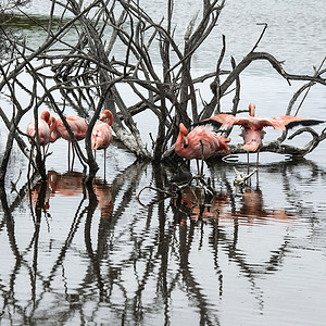 哥斯达加拉帕戈斯群岛Flamingos背景