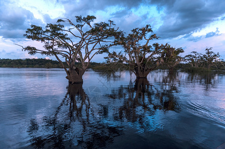 沼泽植物群旅行洪水高清图片