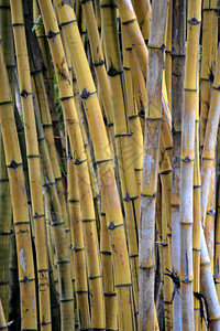 竹树植物木头绿色植物群叶子环境背景图片