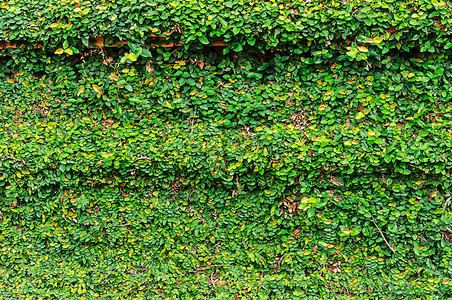 爬上墙壁的怪物树篱叶子绿色植物公园生长爬行者盒子登山者创意背景图片
