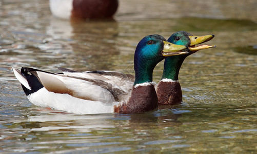 Mallard(大猩猩)鸭鸣叫背景图片