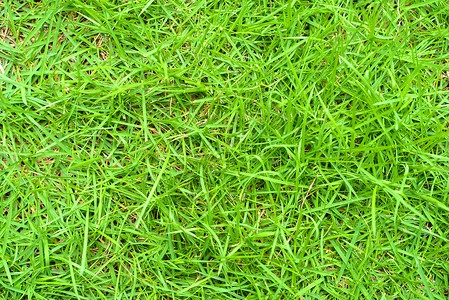 草背景植物公园纹理场地草地绿色草皮环境背景图片
