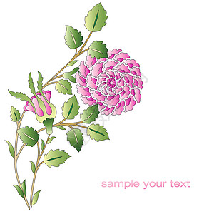 奥托曼粉红玫瑰花系列花朵背景图片