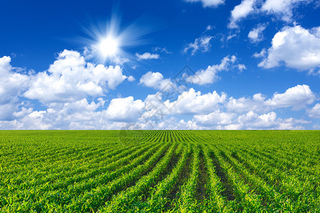 角字段天空叶子收成蓝色文化麦田玉米农场玉米地农田背景图片