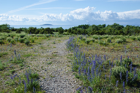 沿着通往海滩的步行道一带的蓝色花朵高清图片