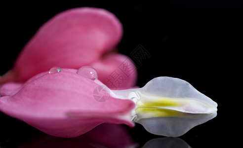 宏出血心脏自然植物粉色心形花朵背景图片