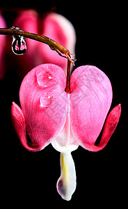 宏出血心脏心形自然植物粉色花朵背景图片