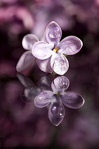 关上白立方体雌蕊蓝色花期薰衣草植物花瓣紫色背景图片