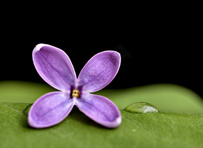 关上白立方体薰衣草雌蕊紫色植物花期蓝色花瓣背景图片
