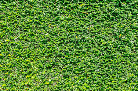 爬上墙壁的怪物盒子爬行者生长公园绿色栅栏创意叶子衬套植物背景图片