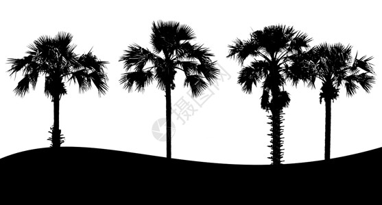 黑色剪影素材白色背景上的树轮尾图集松树艺术黑色桦木剪影植物插图叶子木头收藏背景