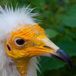 详细介绍埃及秃鹫的黄脸黄色野生动物生活观鸟秃鹰绿色食物猎物成人荒野背景图片