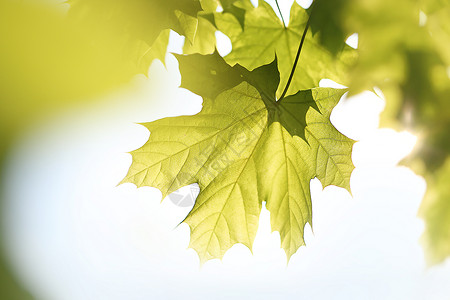普通枫木植物学射线高清图片