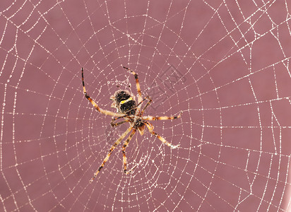 蜘蛛网上的蜘蛛獠牙游丝蛛网毒液网络球体捕食者昆虫漏洞背景图片