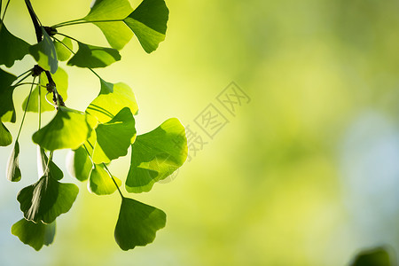 树枝和叶子银叶露水香料刀刃疗效康复植被一滴水绿色草地背景图片