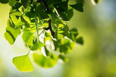 树枝和叶子康复绿色树苗一滴水露水草药植物香料疗效银叶背景图片