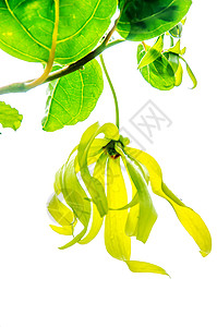 黄花植物群花园美丽生长植物学花瓣礼物铁丝网植物雏菊背景图片