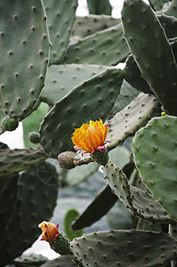 仙地花植物群沙漠叶子植物学植物绿色背景图片