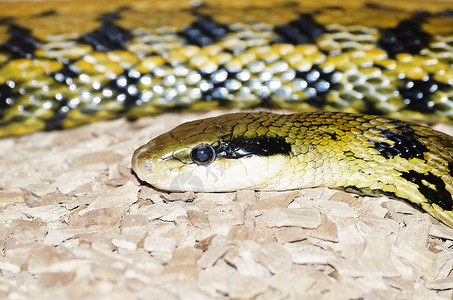 埃拉斐蛇锦蛇普埃拉高清图片
