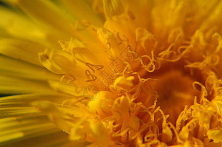 Dandelion 花花宏植物学花瓣植物季节摄影花粉水平宏观黄色背景图片