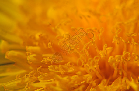 Dandelion 花花宏植物学水平宏观摄影花粉花瓣植物季节黄色背景图片