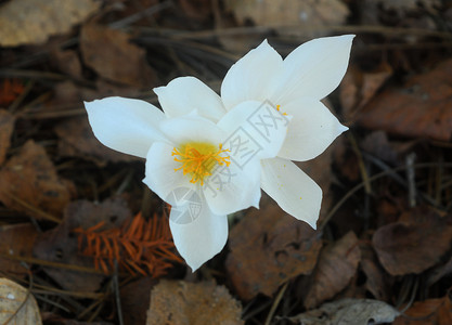 白色黄色花朵植物群花瓣园艺背景图片
